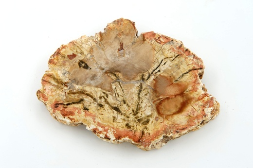Zkamenělé dřevo 10,8 cm