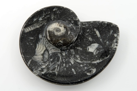 Amonit miska 11,4 cm