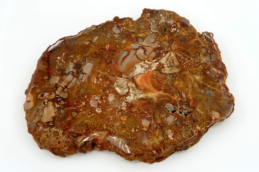 Zkamenělé dřevo 14,5 cm