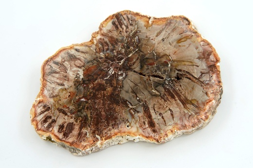 Zkamenělé dřevo 11,7 cm