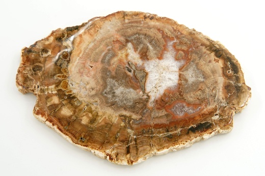 Zkamenělé dřevo 13,8 cm