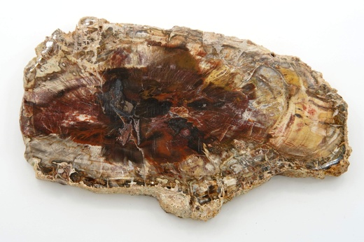 Zkamenělé dřevo 16 cm