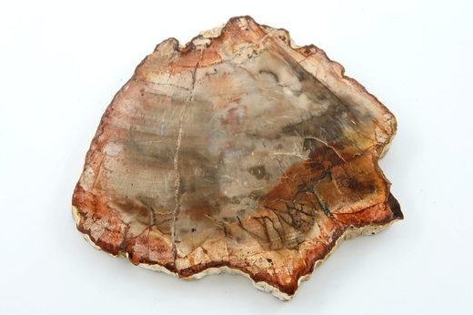 Zkamenělé dřevo 11,7 cm