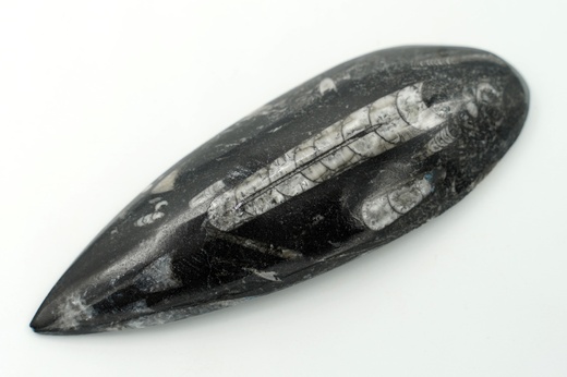 Orthoceras 13,4 cm