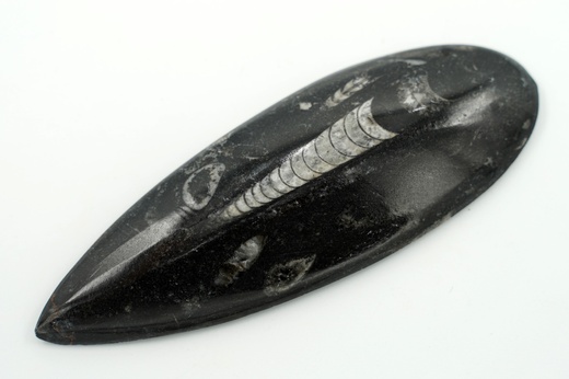 Orthoceras 13,6 cm