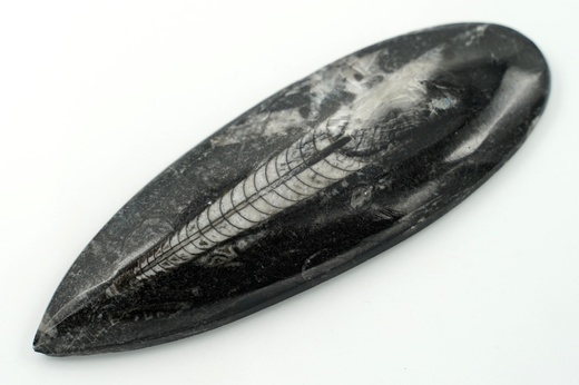 Orthoceras 14 cm