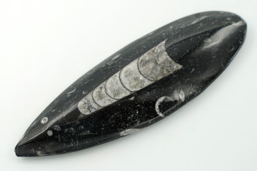 Orthoceras 13,9 cm
