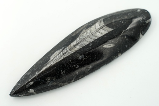 Orthoceras 13,9 cm