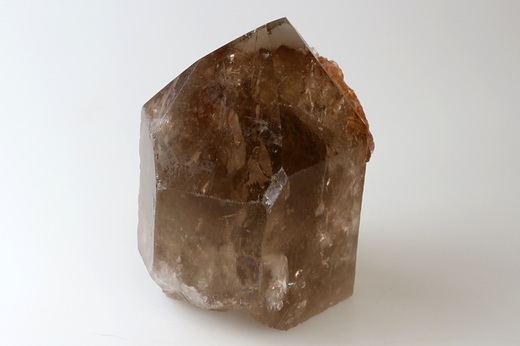 Záhněda špice 8,8 cm